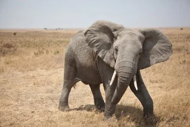 African Elephant charging with tusks raised