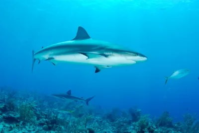 Gray reef shark gliding through clear ocean water