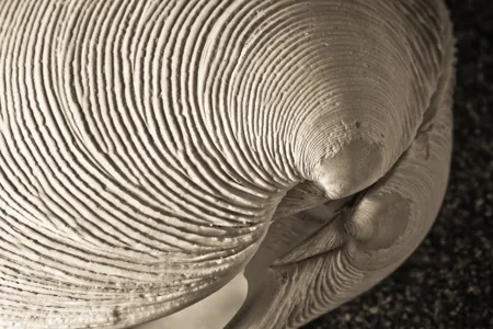 Grooved Carpet Shell, broad oval clam, cream or brown with dark markings