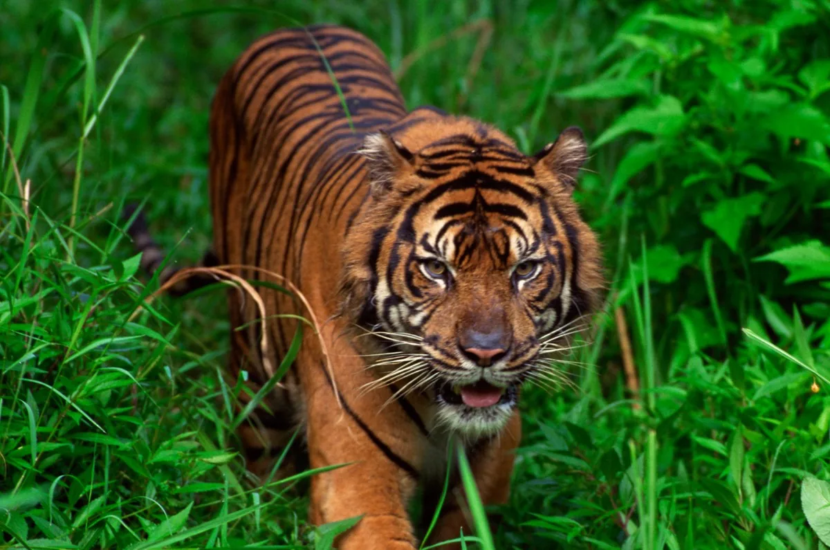 Sumatran tiger in its natural forest habitat