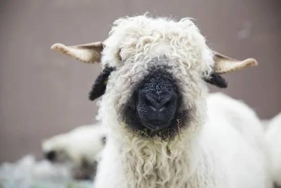 Valais Blacknose sheep