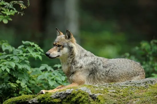 Gray wolf