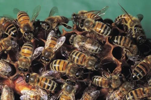 A colony of honeybees clustered together for warmth