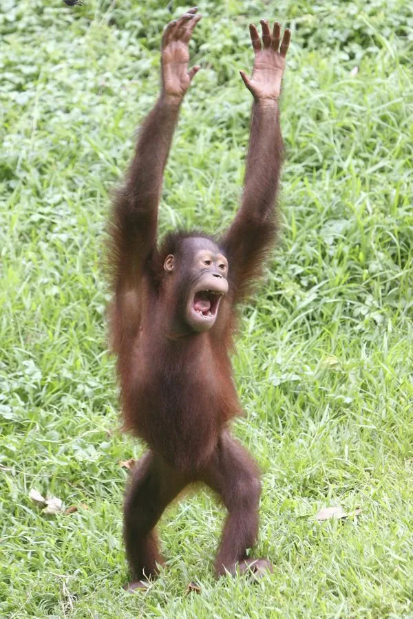 Funny chimpanzee