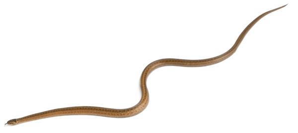 Smooth Snake, a nonvenomous snake