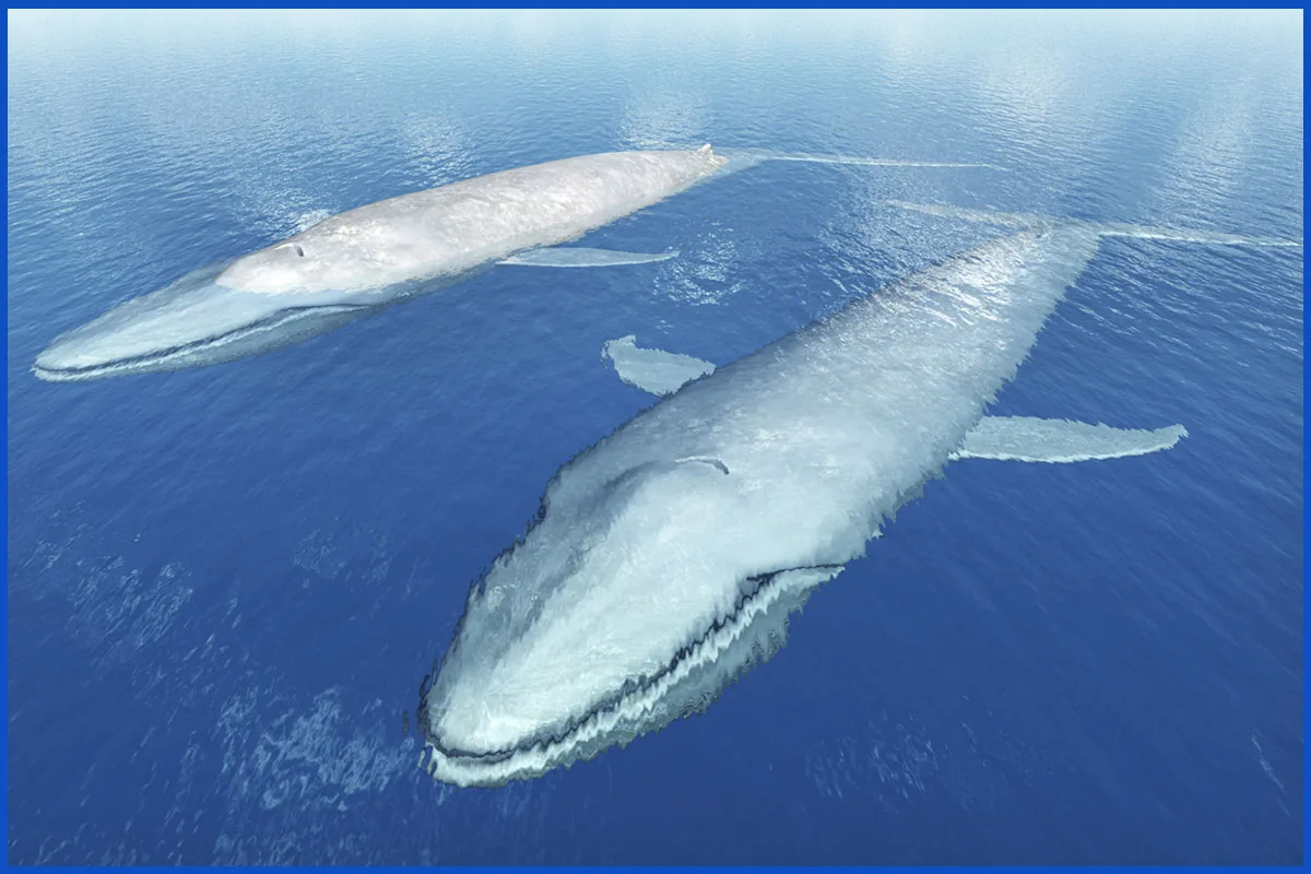 Two blue whales swimming together near the ocean surface, showing their enormous scale