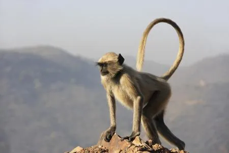 Gray langur monkey playing in India