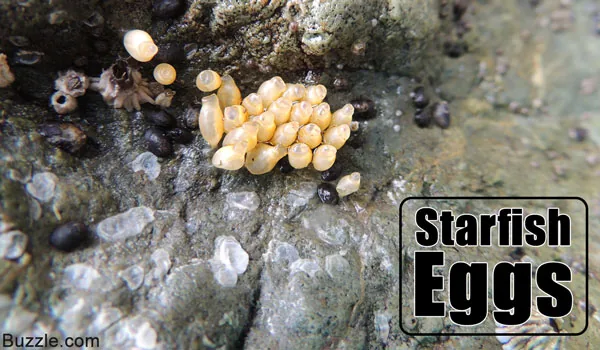 Starfish eggs