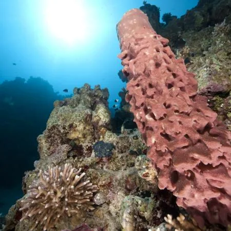 A prickly tube sponge growing on a sunlit coral reef
