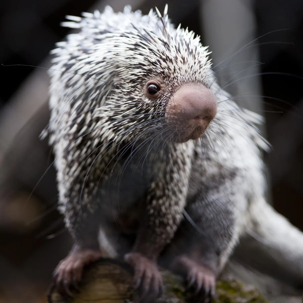Prehensile-tailed Porcupine