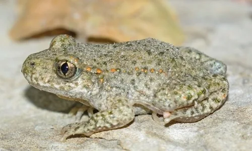 Common midwife toad