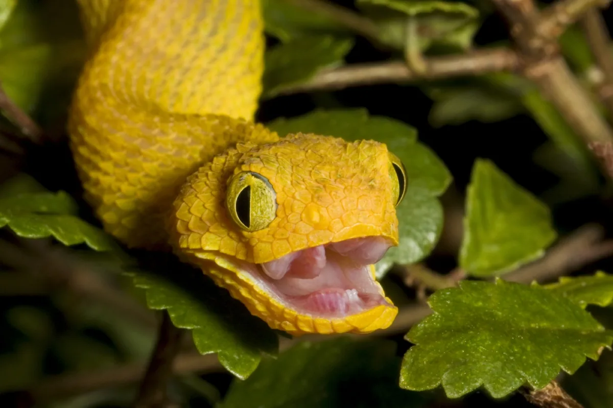 African bush viper coiled on a branch, showing its colorful patterned scales
