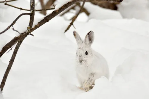Arctic hare in snow