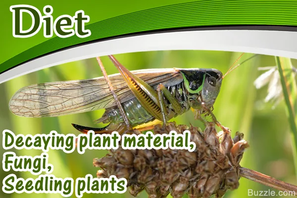 Seedling plants, part of a cricket's diet