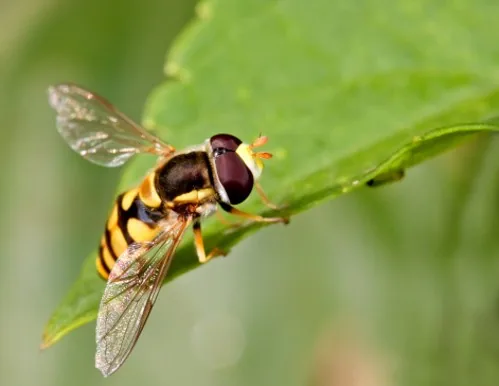 Hoverfly mimicking a wasp