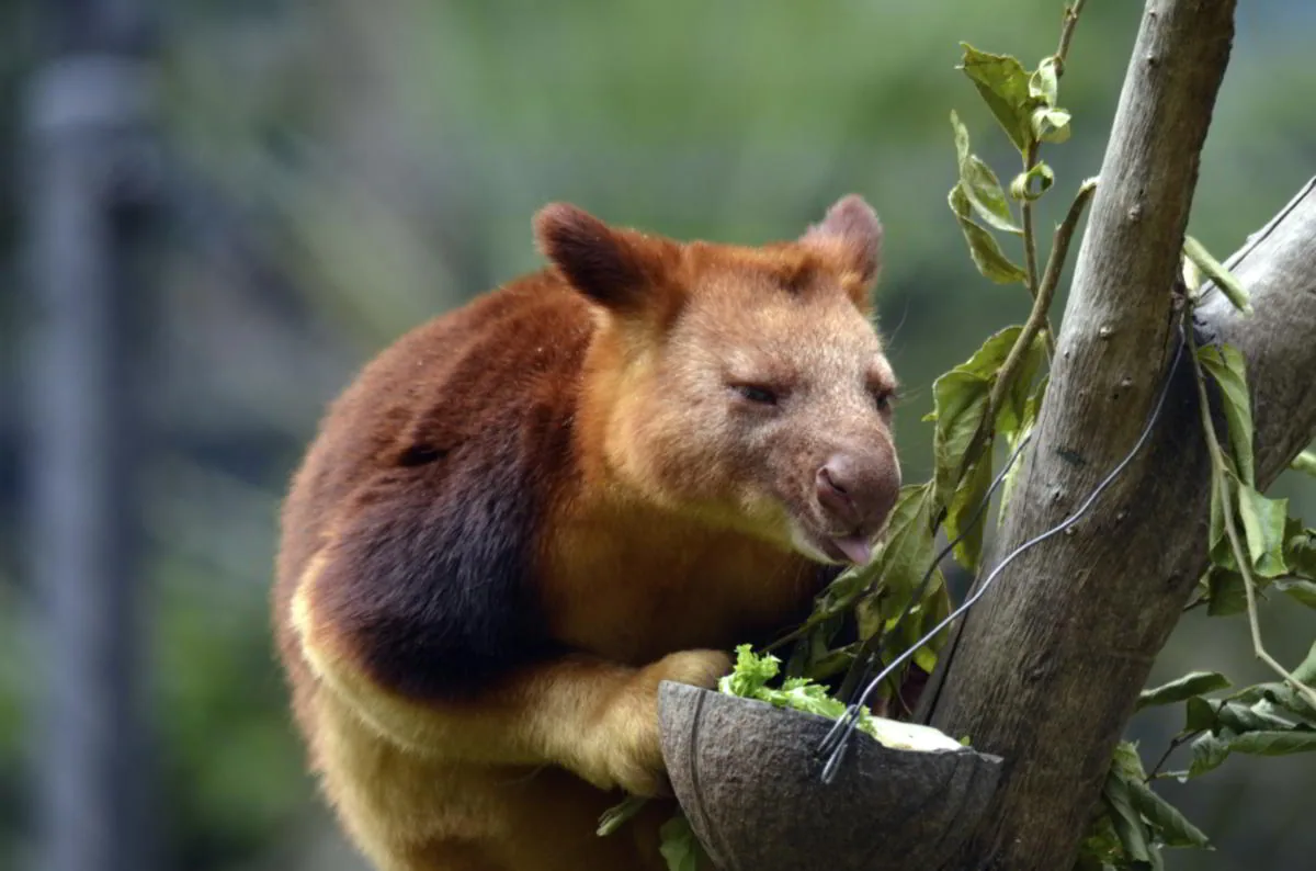Tree kangaroo licking its forearm to stay cool in the Queensland heat