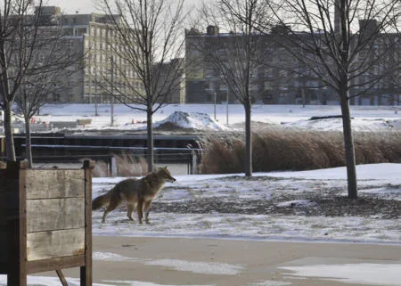A coyote in an urban setting, foraging near buildings, illustrating the growing trend of city-dwelling coyotes