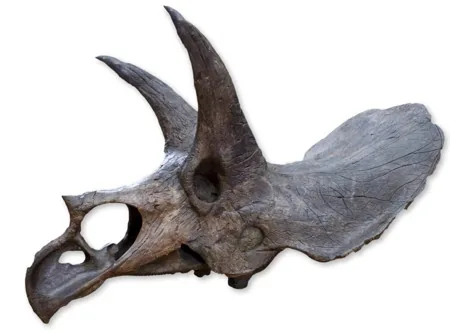 Triceratops skull fossil showing the three horns and massive bony frill
