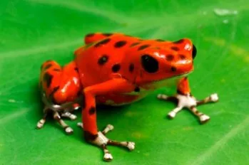 Strawberry poison dart frog, bright red