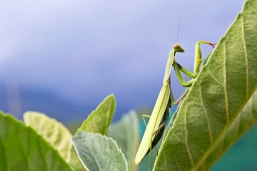Green praying mantis on a leaf