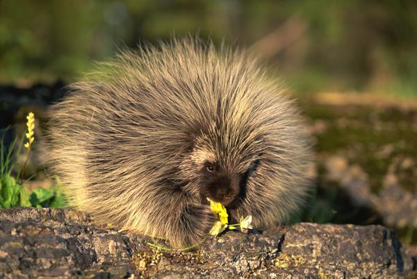 A porcupine with its quills raised