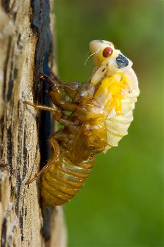 Cicada nymph