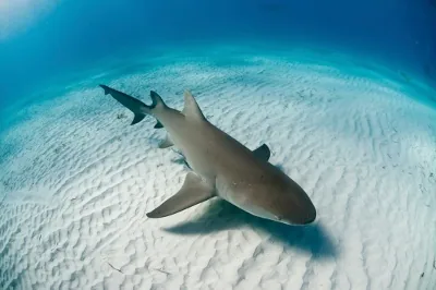 Lemon shark viewed from above, yellowish-brown body visible against sandy seafloor
