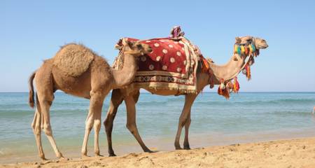 Two Dromedary camels in the desert