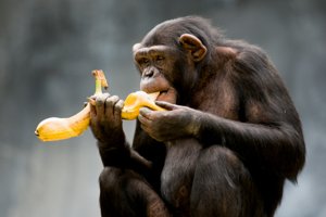 Chimpanzee eating fruit in the forest