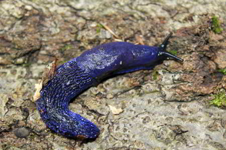 Carpathian Blue Slug, a blue-colored animal