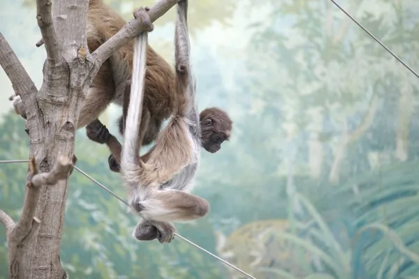 A spider monkey hanging from a tree branch by its long prehensile tail