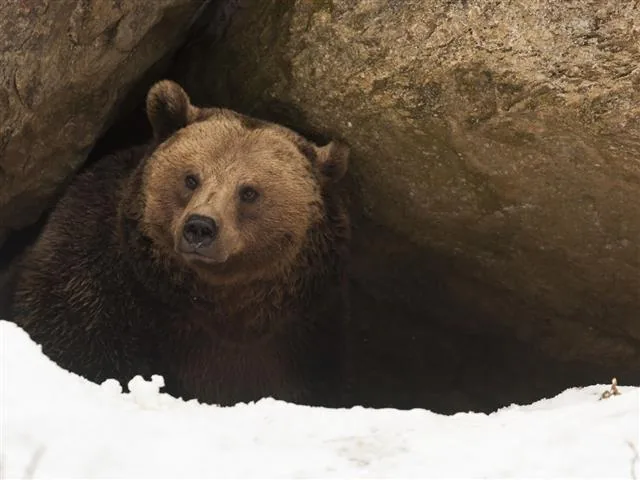 A bear peering out from the mouth of its winter cave