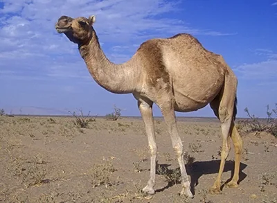 Dromedary, the one-humped Arabian camel