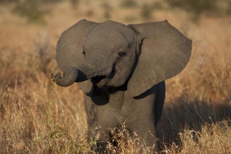 Baby elephant eating