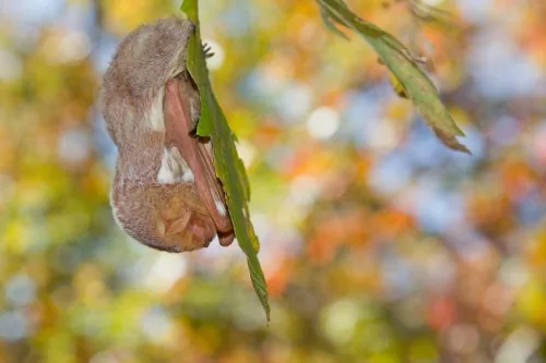 Eastern red bat