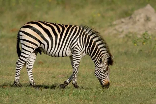 Zebras grazing on grass in the savanna