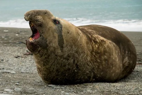 Elephant seal resting on rocky Antarctic shore