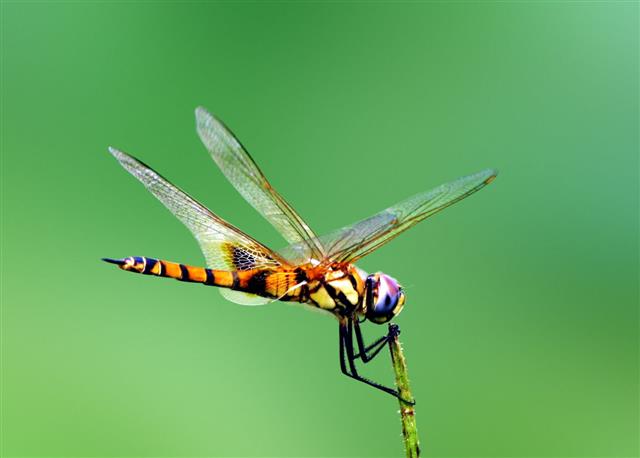 A colorful dragonfly in flight