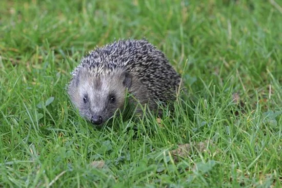 Hedgehog