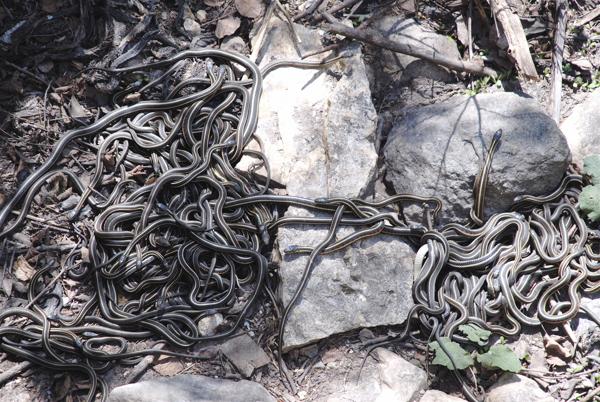 A coiled group of snakes clustered together in a den, known as a hibernaculum