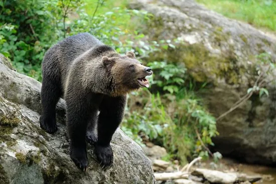 Brown bear