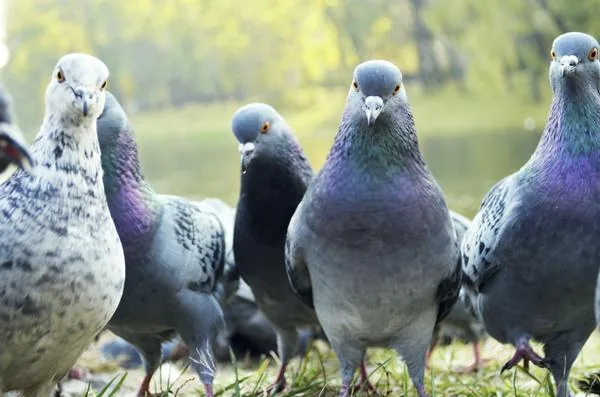 A group of pigeons, these common birds can recognize faces and identify themselves in a mirror