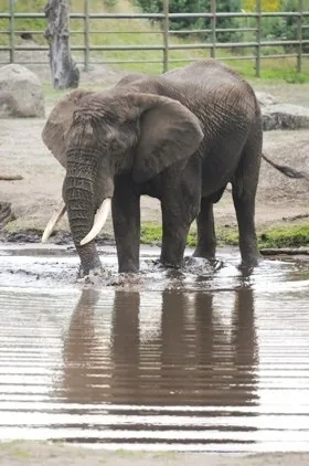 African elephant drinking water at a river, trunk submerged