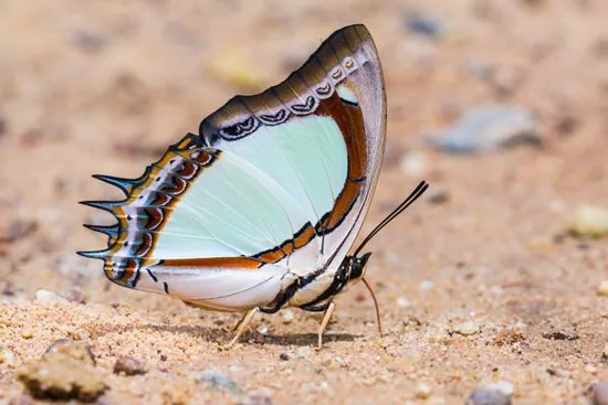 Emerald nawab butterfly