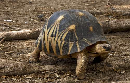 Radiated tortoise walking on the ground