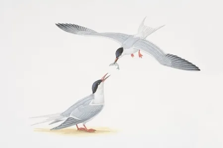 Antarctic Tern (Sterna vittata bethunei)