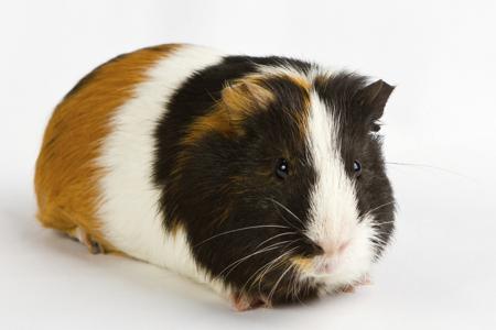 Colorful guinea pig