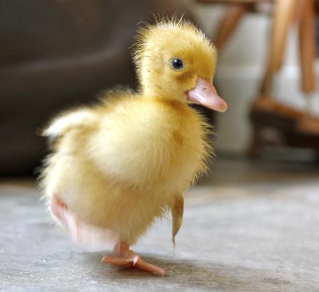Baby duck