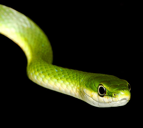 Northern rough green snake showing its vivid green coloring