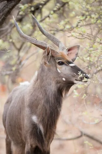 Nyala antelope